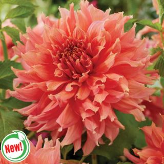 Fairway Spur Dahlia Thumbnail